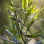 Tarragon: planting, sowing, harvesting