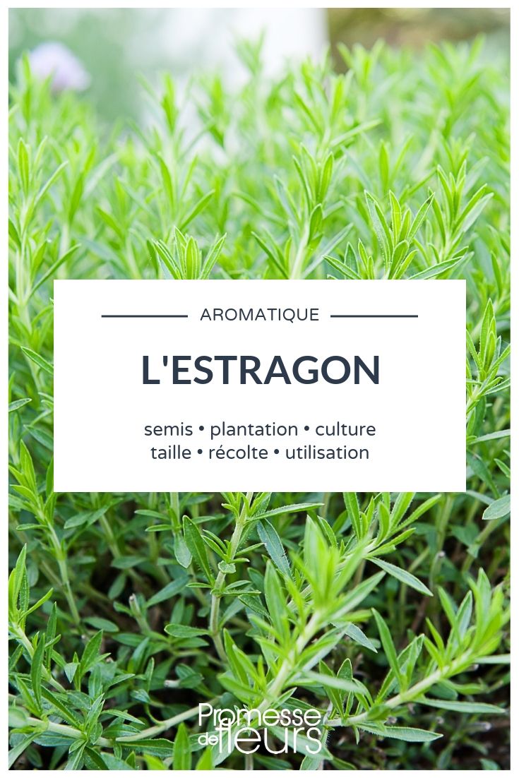 Tarragon: Planting, Cultivation, Maintenance