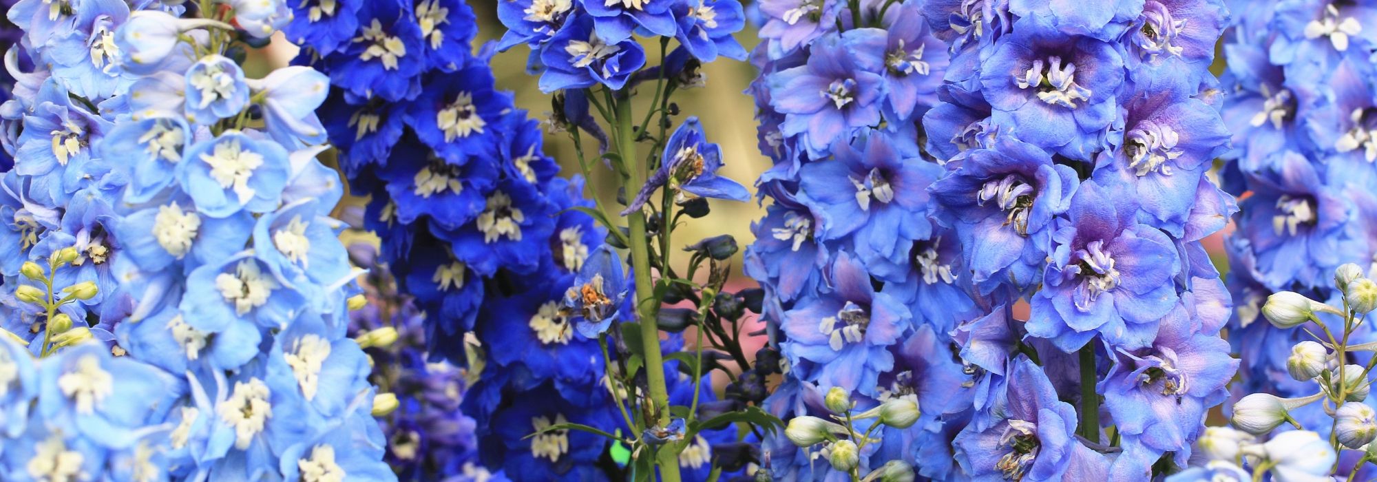10 perennial plants with blue flowers you must have in your garden