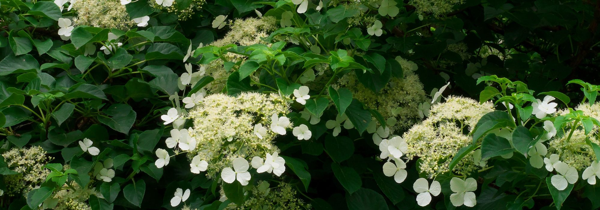 Climbing plants for shade: which ones to choose?