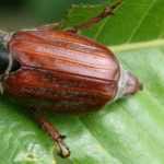 Chafer: identification, damage and control methods