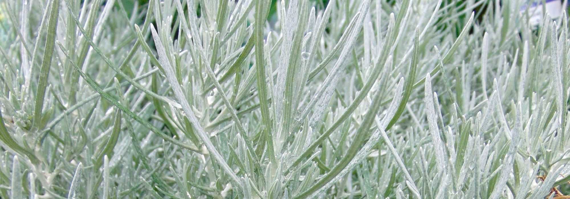 Helichrysum, curry plant, everlastings: sowing, planting, caring for