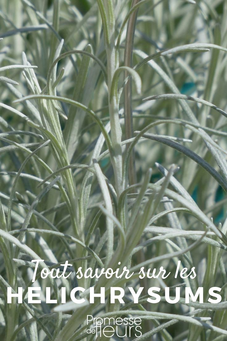 everlasting young plant