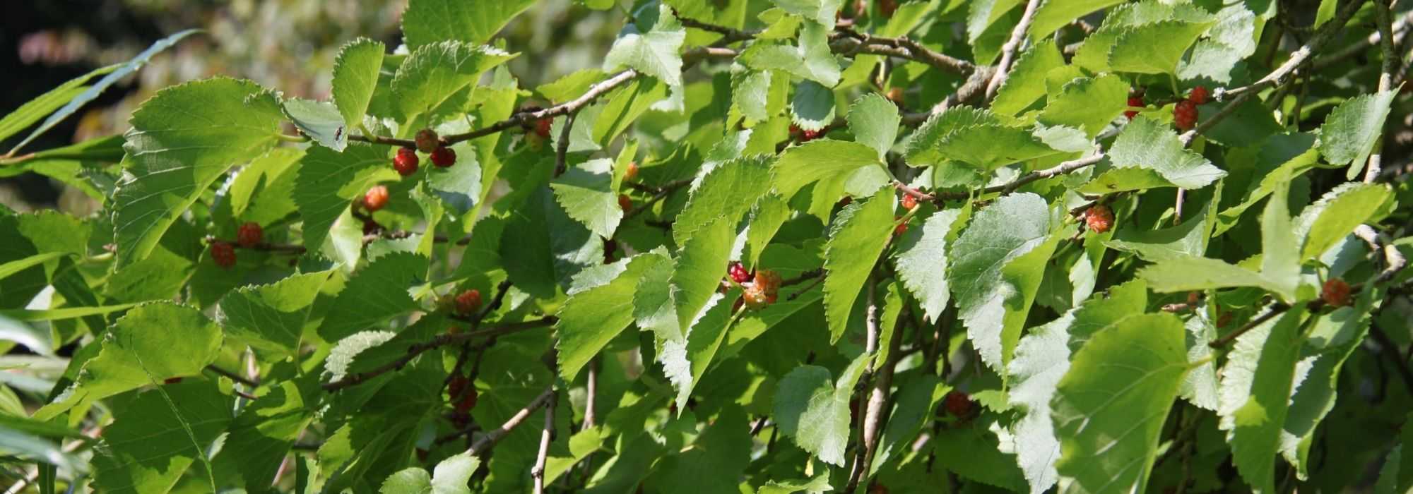 Mulberry, Morus: planting, pruning and care