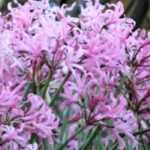 Nerine: planting, growing and care