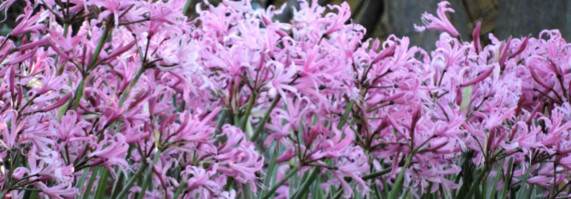 Nerine: planting, growing and care