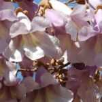 Paulownia, imperial tree: planting, cultivation and care