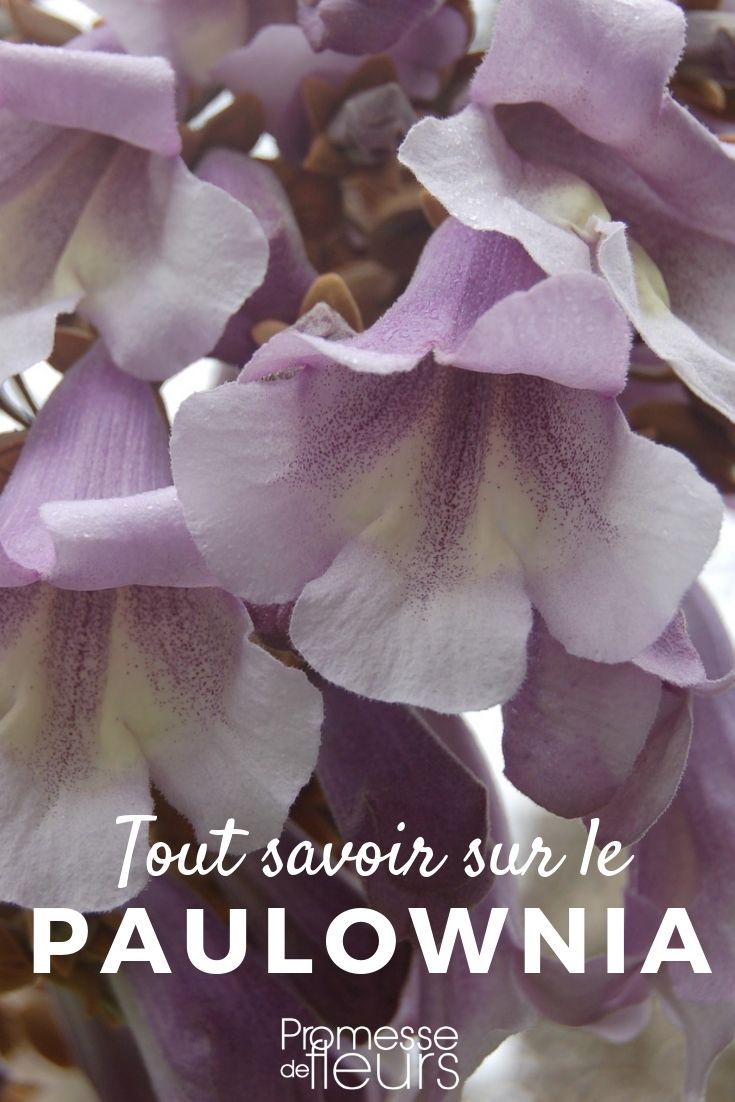 Imperial Tree: Everything You Need to Know