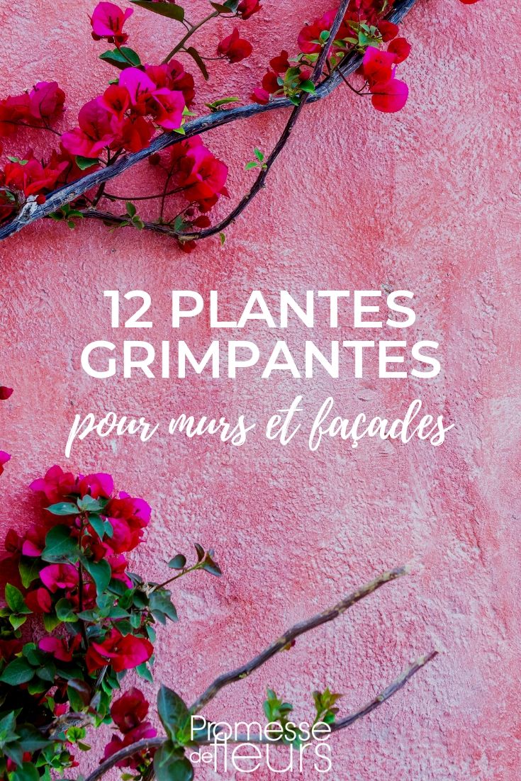 Climbing Plants to Adorn Walls and Facades