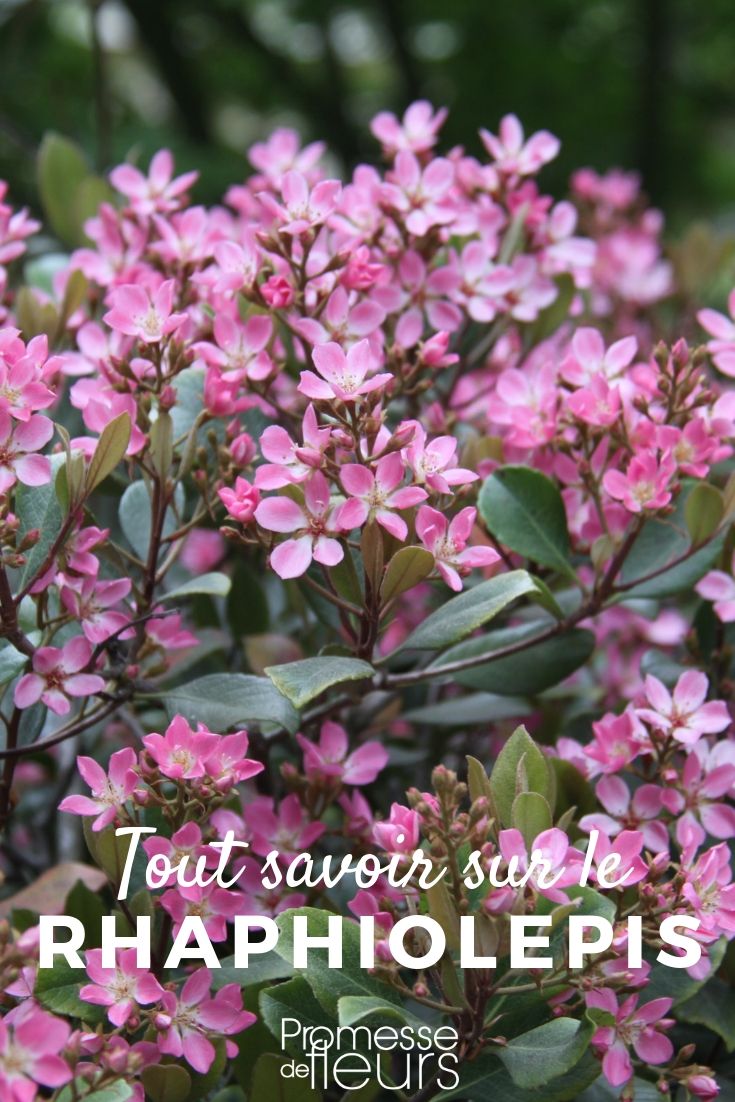 Understanding Raphiolepis: A Comprehensive Guide

Raphiolepis, commonly known as Indian Hawthorn, is a genus of evergreen shrubs that are highly valued for their attractive flowers and resilient nature. These plants are ideal for gardeners looking for low-maintenance yet beautiful additions to their landscapes.

### Characteristics of Raphiolepis

Raphiolepis shrubs typically feature leathery, dark green leaves that provide a perfect backdrop for their flowers. The blooms, which appear mainly in spring, range in color from white to pink and are often fragrant, attracting pollinators such as bees and butterflies to the garden.

### Ideal Growing Conditions

To thrive, Raphiolepis requires well-drained soil and a position that receives full sun to partial shade. These plants are quite drought-tolerant once established, making them suitable for gardens in drier climates. Additionally, they are resistant to most pests and diseases, which adds to their appeal as low-care garden choices.

### Uses in the Garden

Raphiolepis can be used in various garden settings. They are excellent for creating hedges or as foundation plantings due to their dense growth habit. Smaller varieties can also be grown in containers, making them versatile choices for patios and balconies.

### Pruning and Maintenance

Pruning is generally minimal but can be done to maintain shape and encourage bushier growth. It's best to prune Raphiolepis immediately after they have flowered to avoid cutting off next season's buds.

### Conclusion

Raphiolepis is an excellent choice for gardeners who want a combination of beauty and resilience. Whether you are looking to create a hedge or simply add a splash of color to your garden, these hardy shrubs can provide both with minimal fuss. Explore the different varieties of Raphiolepis and find the perfect match for your garden needs.