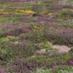 Heather soil: how to use it well in the garden?