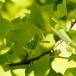 Tulip tree, Liriodendron: planting, care