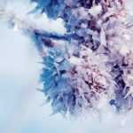 Vernalisation: what is it?