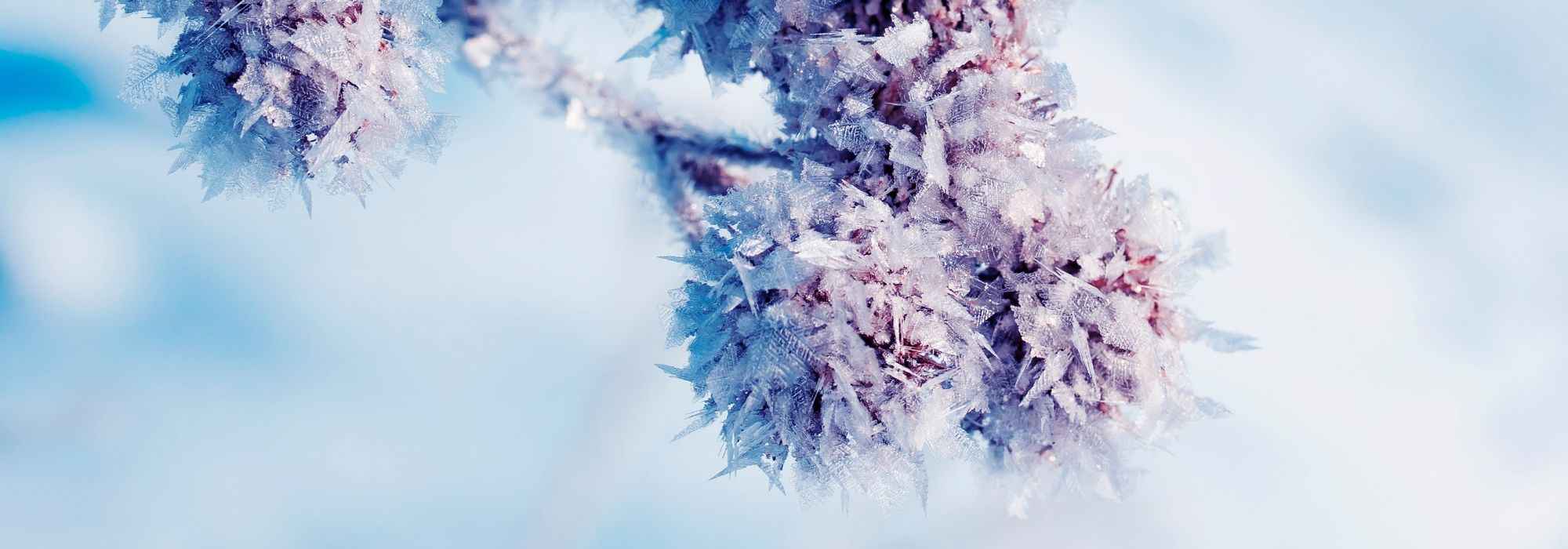 Vernalisation: what is it?