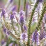 Veronicastrum virginicum, Culver's root: planting, growing