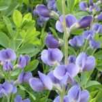 Baptisia: 7 ideas for successful planting combinations