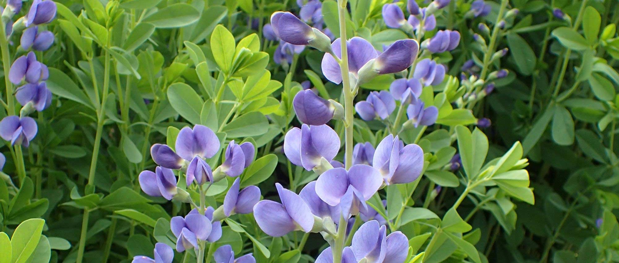 Baptisia: 7 ideas for successful planting combinations