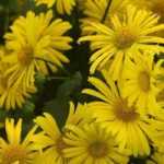 Doronic, Doronicum: planting, propagating and care