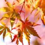 Japanese maples: how to choose the right variety?