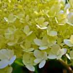 Potted hydrangea: planting and care