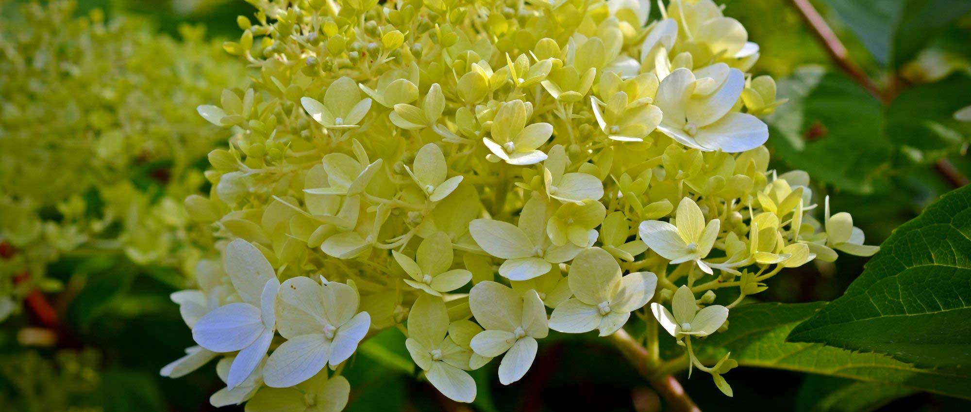 Potted hydrangea: planting and care