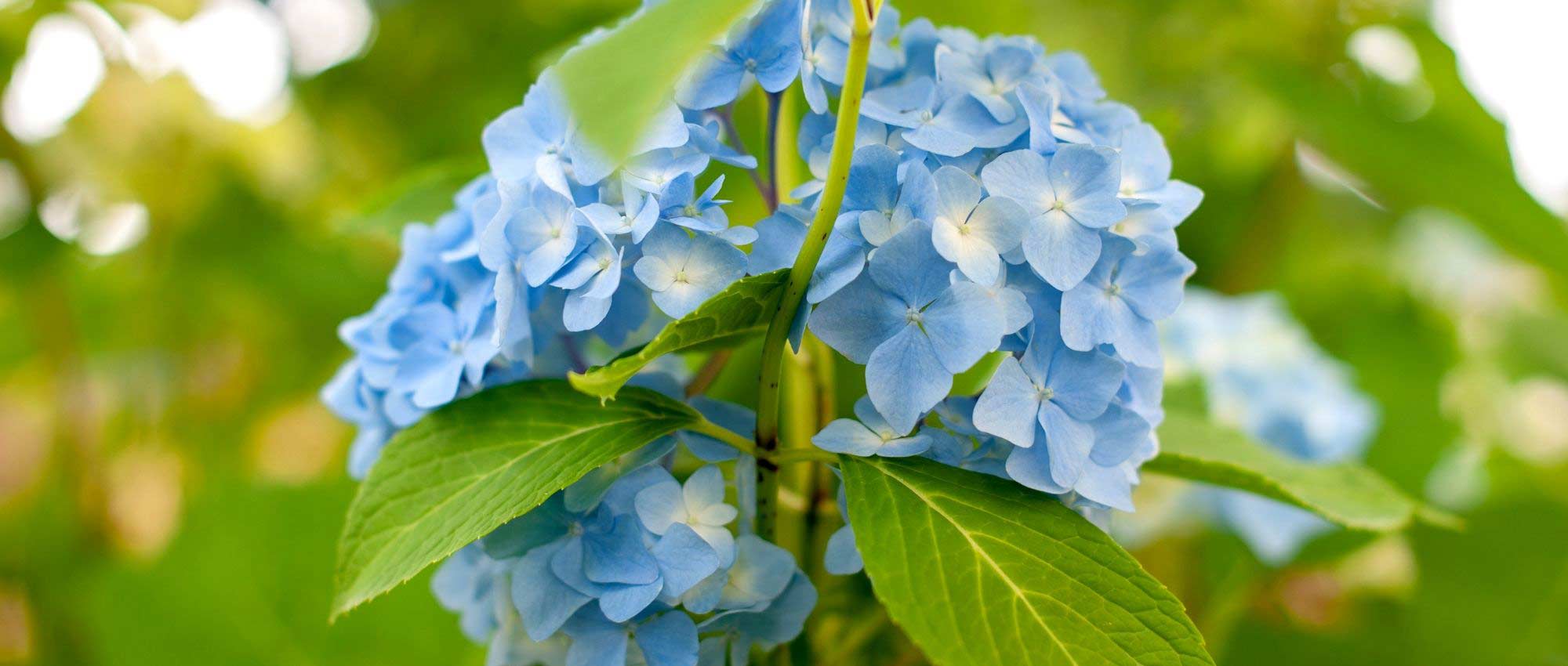 Hydrangea: 7 ideas to pair it with