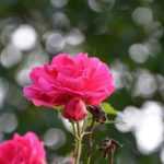 Climbing roses: the 10 best varieties