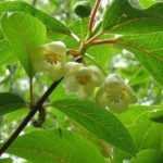 Schisandra: planting, berry harvest and care