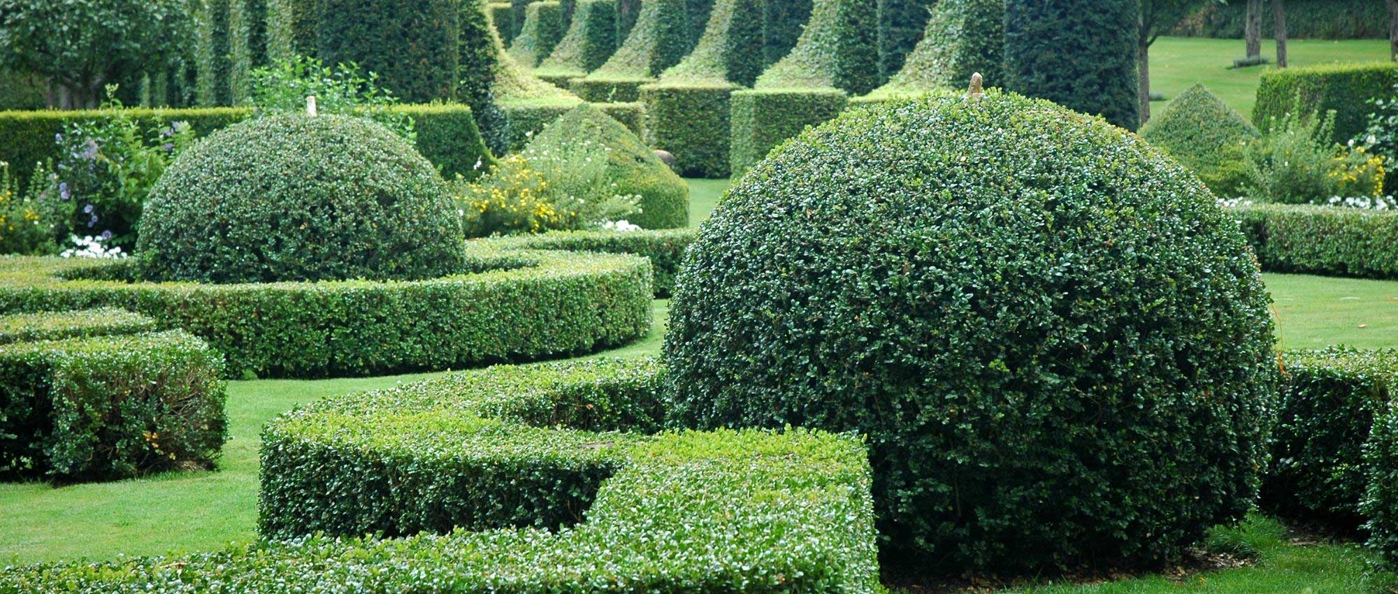Topiary: when and how to prune them?