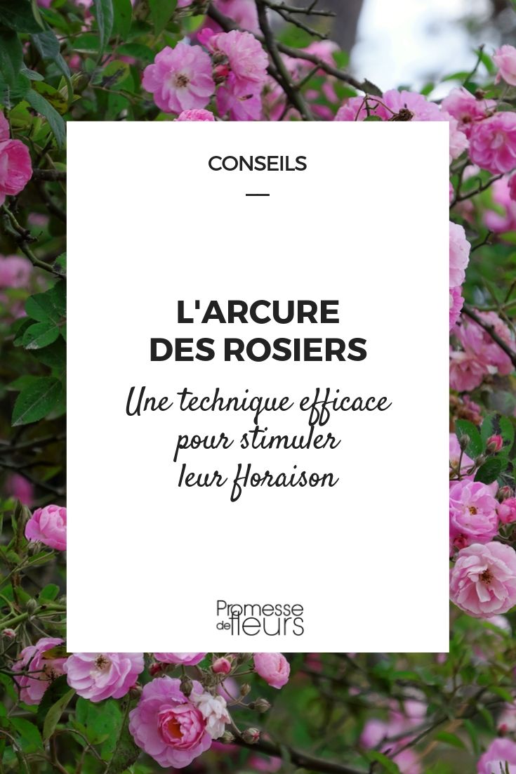 Bending Roses: When and How