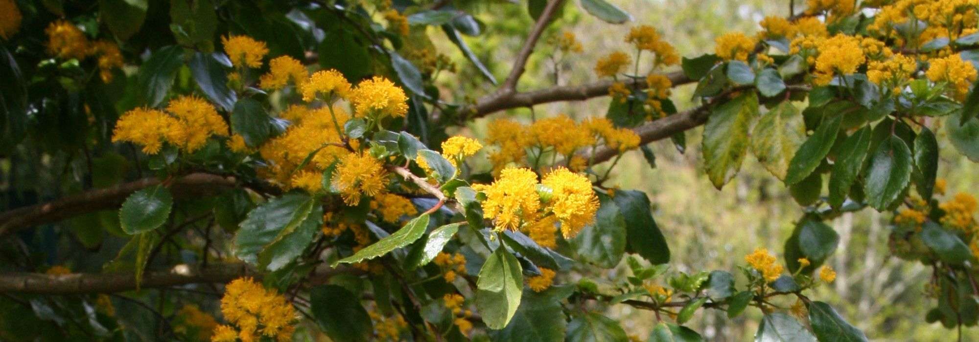Azara: planting, pruning and care