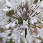 Agapanthus: 6 ideas for successful plant combinations