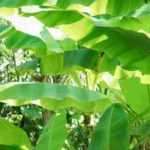 Potted Banana tree: planting and care