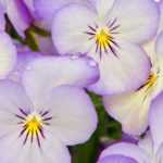 Autumn biennials: 6 successful plant combinations