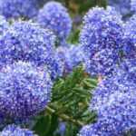 Ceanothus: how to choose your Californian lilac