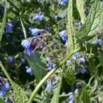 Comfrey: planting, sowing, uses