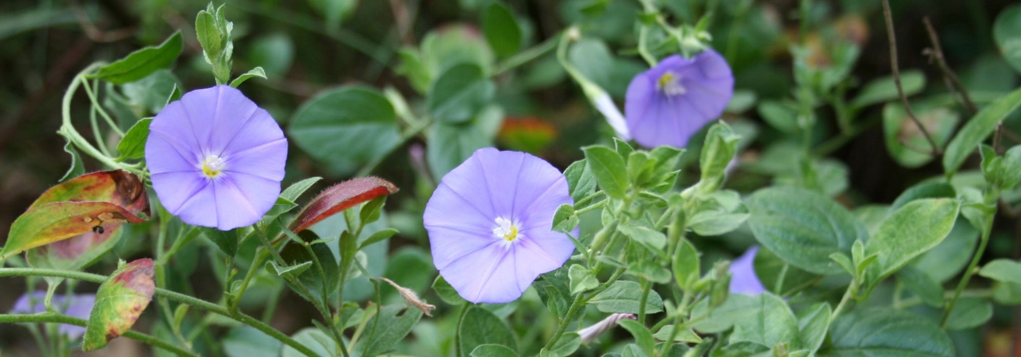 Convolvulus, Turkish Convolvulus: sow, plant, care for