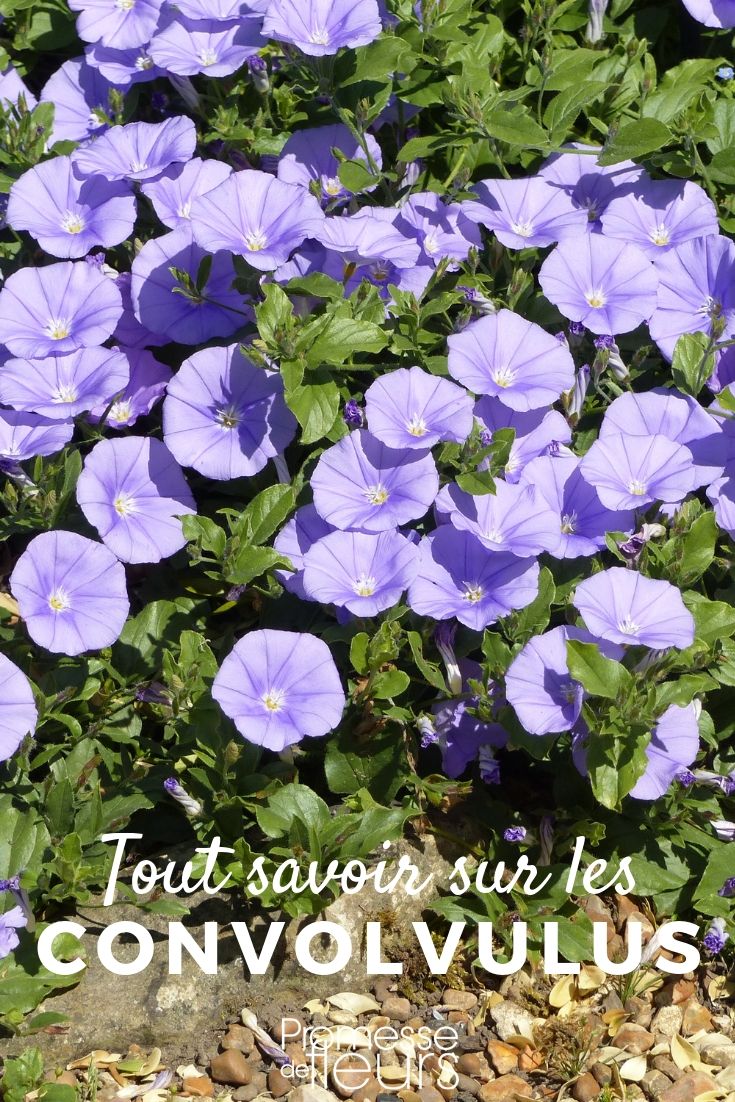 Ornamental Bindweed: Everything You Need to Know