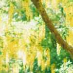 Laburnum: planting, pruning and care