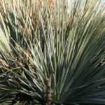 How to plant, grow and care for Dasylirion