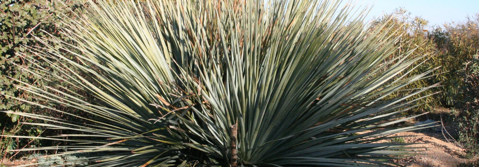 How to plant, grow and care for Dasylirion