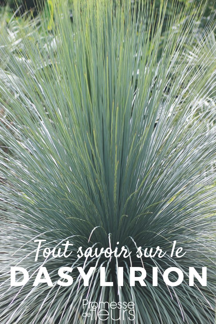 Dasylirion, planting, pruning, maintaining