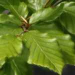 Beech, Fagus : planting, pruning and care