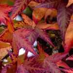 Liquidambar, American sweetgum: planting, pruning, care