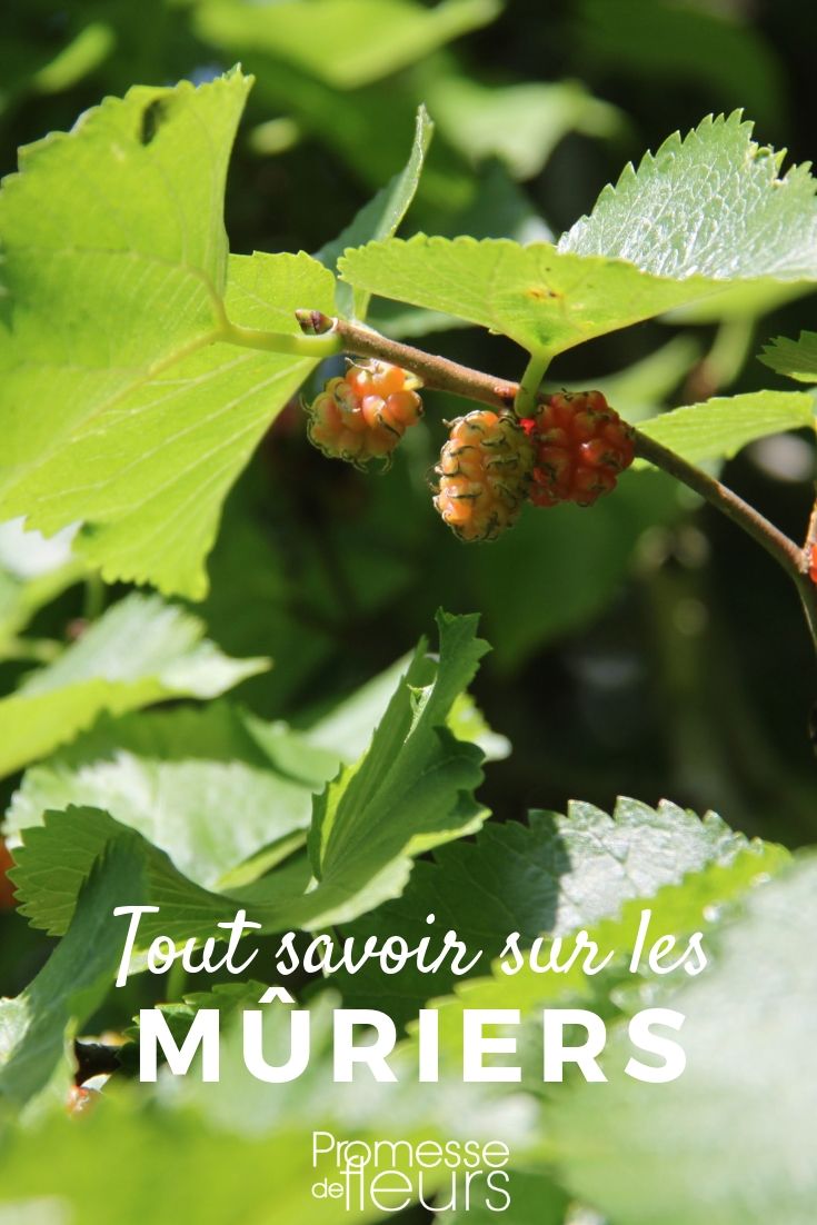 Morus: Everything You Need to Know