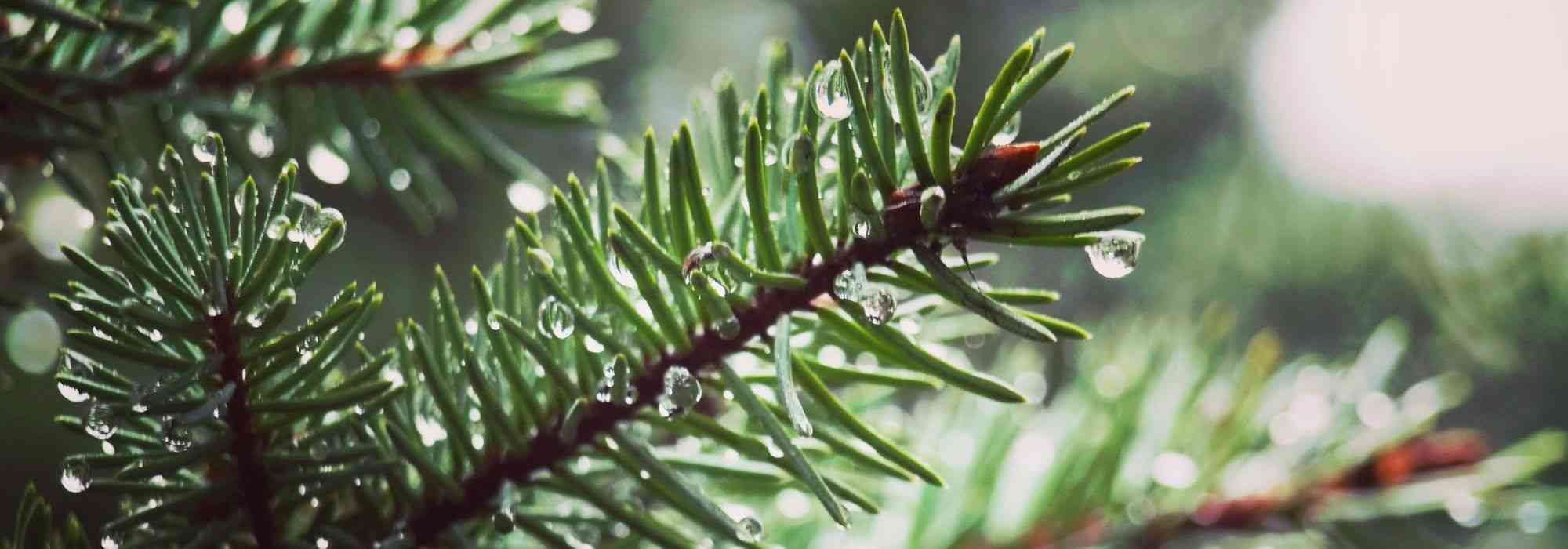 Major diseases and pests of conifers