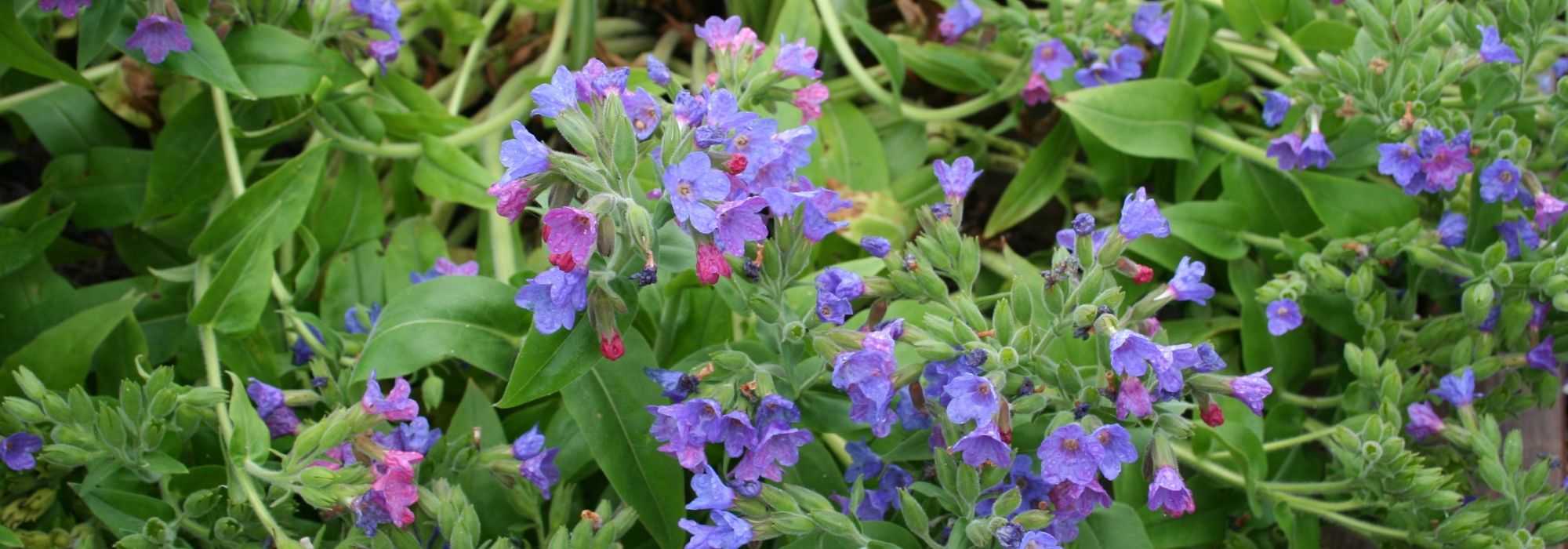 Lungwort, Pulmonaria: planting, care