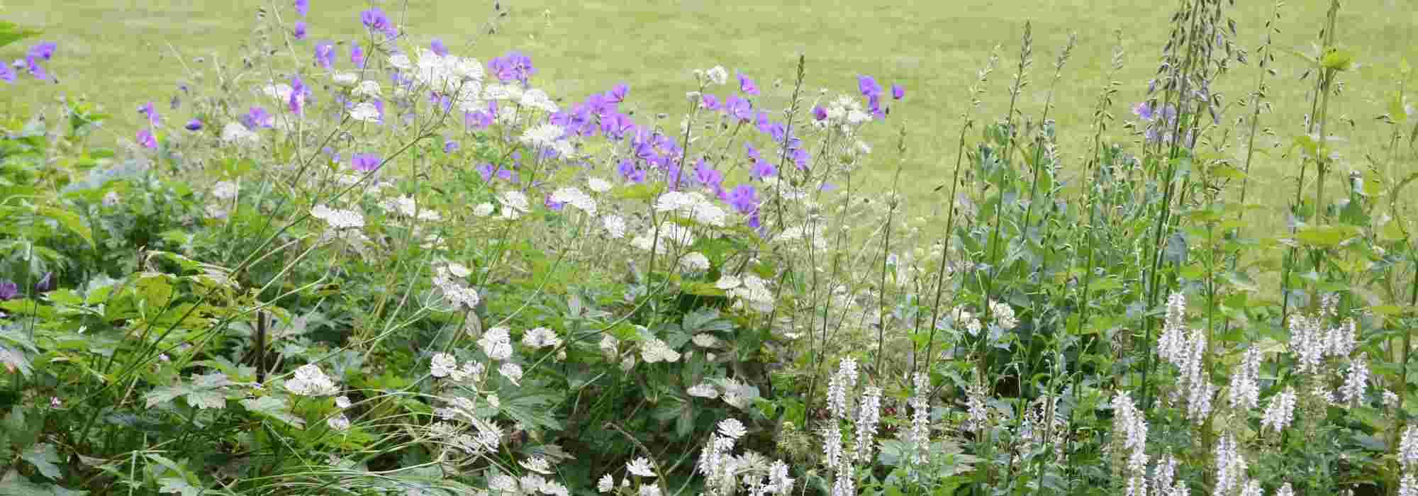 7 low‑maintenance border plants, hardy and charming