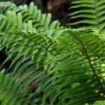 Dryopteris: planting, growing and care