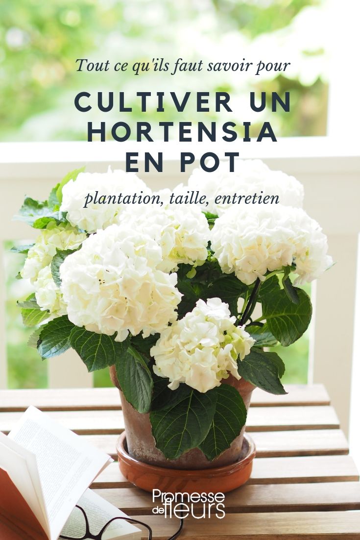 Pot-Grown Hydrangea: Planting and Cultivation